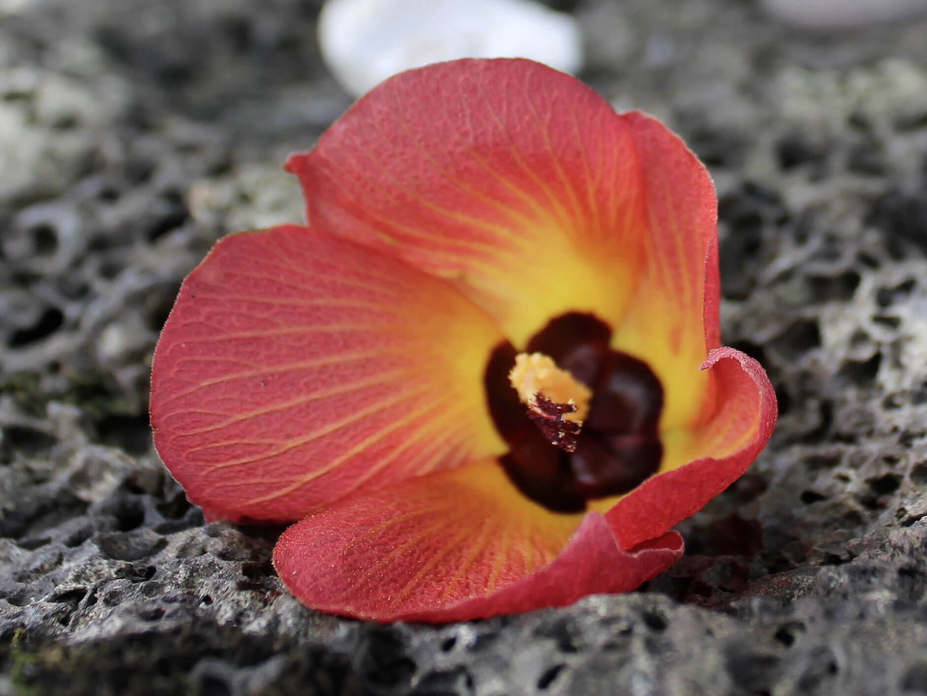 Botanical Gardens Manoa Heritage Center