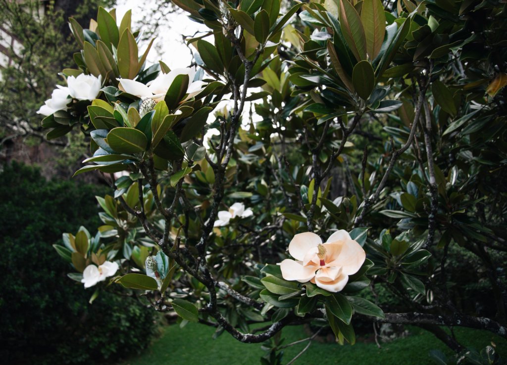 Botanical Gardens Manoa Heritage Center