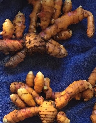 Fresh picked and cleaned ʻOlena rooots or rhizomes.