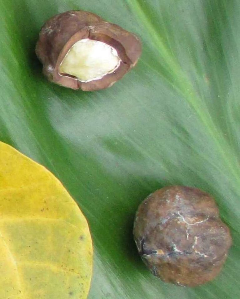 Kukui (Candlenut) • Manoa Heritage Center