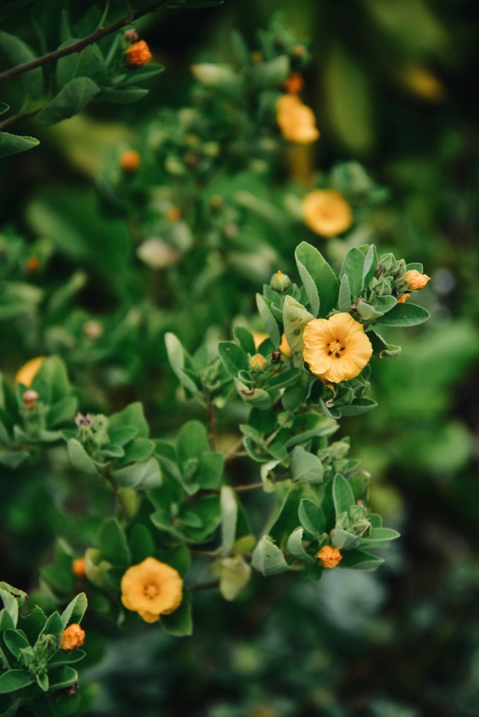 This image has an empty alt attribute; its file name is ilima_by_LianneRoz-684x1024.jpg