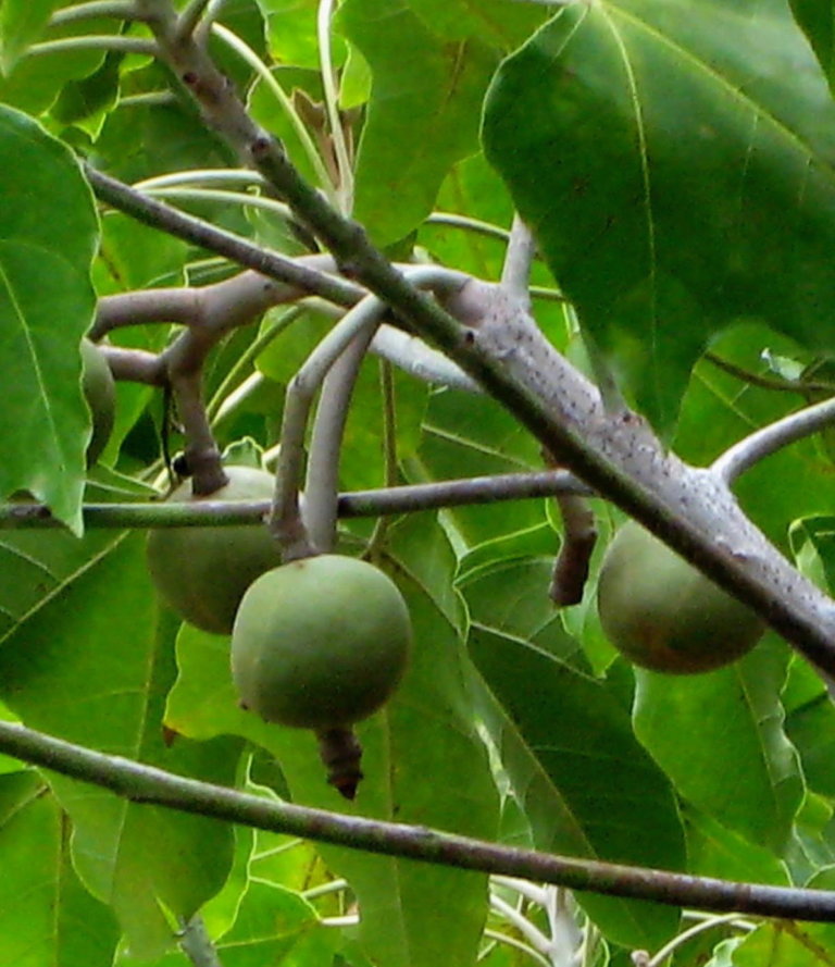 Kukui (Candlenut) • Manoa Heritage Center